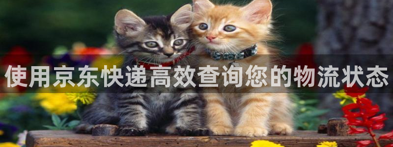 28圈違法嗎：使用京東快遞高效查詢您
