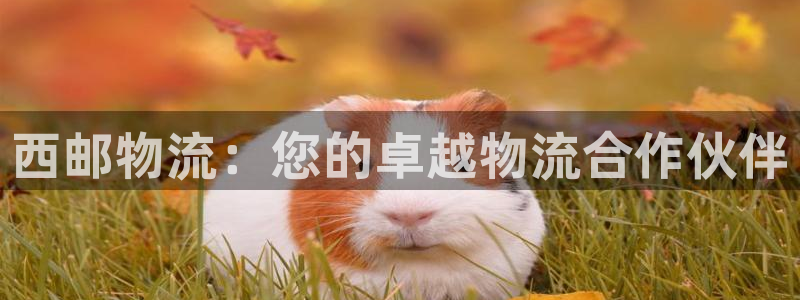 28圈可以退款嗎