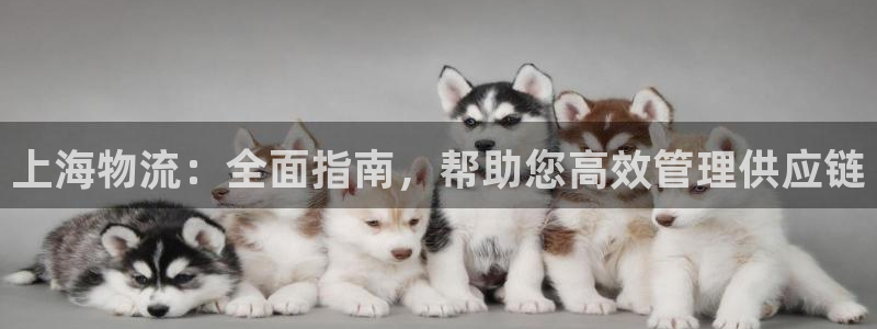 pc28圈怎么注冊：上海物流：全面指