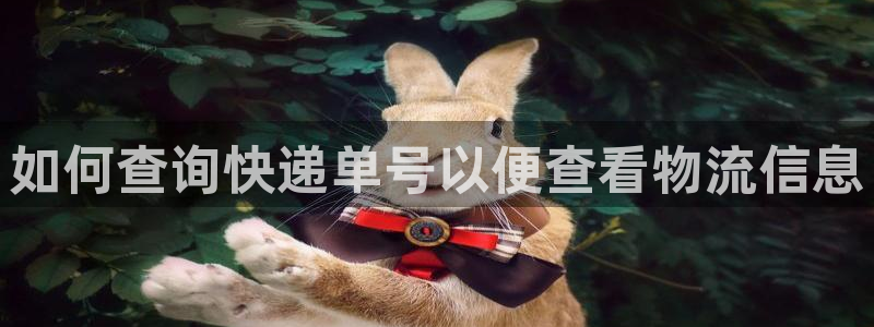 28圈口內徑是多大：如何查詢快遞單號